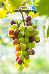 closeup of grapes in a vineyard