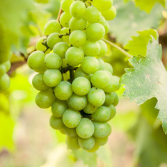 closeup of green grapes in a vineyard