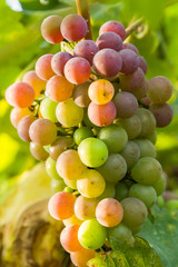 closeup of grapes in a vineyard