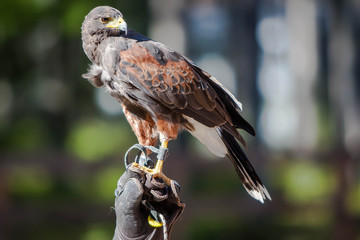 соколиная царская охота