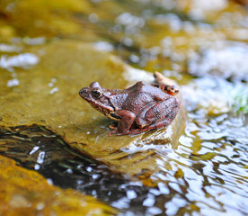 Common brown frog (Rana temporaria)