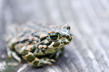 Green frog (Bufo viridis)