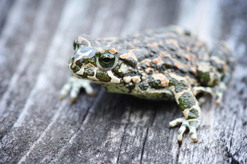 Green frog (Bufo viridis) on an old wooden bench - Powered by Adobe