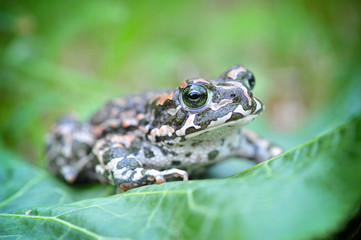Green frog (Bufo viridis) on a green leaf