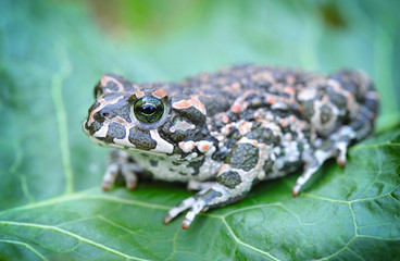 Green frog (Bufo viridis) on a green leaf