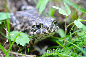Green frog (Bufo viridis) on a green grass