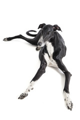 Hort greyhound