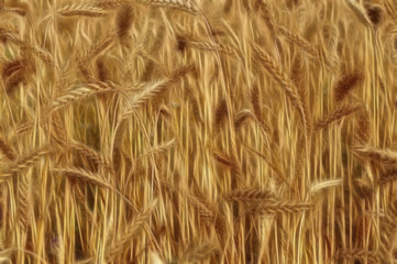 Beautiful field of rye.