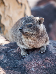 Dassie rat (Petromus typicus)