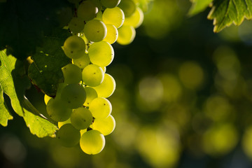 Weinreben 13.774
