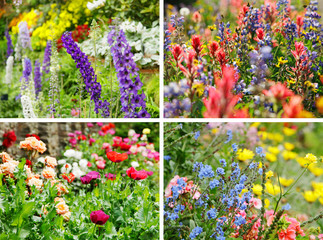 Wiese im Sommer
