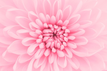 Pink chrysanthemum petals macro shot - obrazy, fototapety, plakaty
