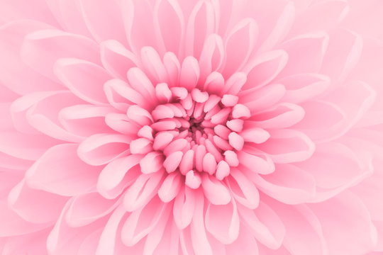 Fototapeta Różowych chryzantem płatków makro- strzał