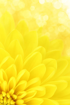 Yellow chrysanthemum petals macro shot
