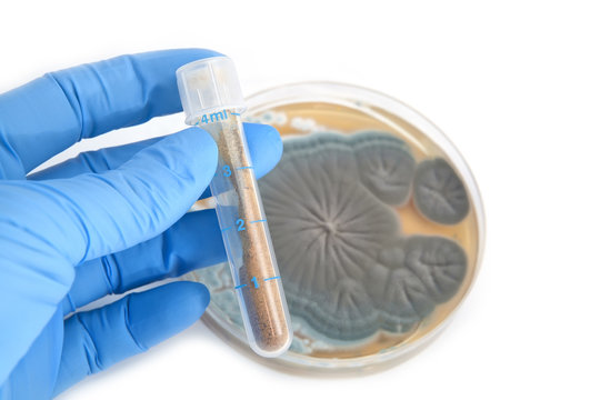 antibiotics in tube and Penicillium fungi