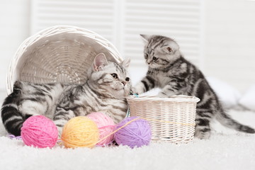 Two cats in a basket with balls of yarn