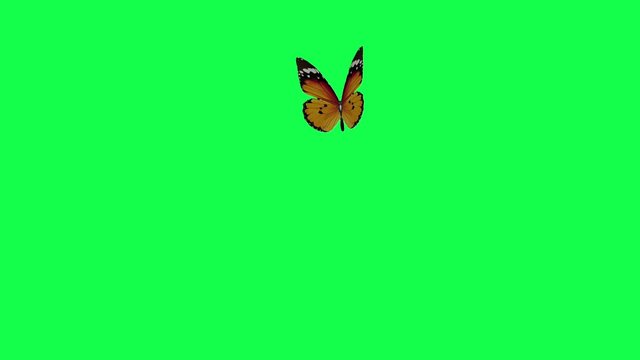 Butterfly on a green background