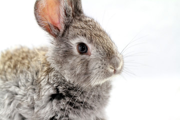 Obraz premium Gray rabbit
