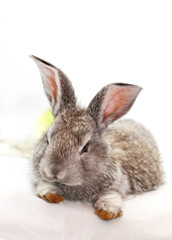 Gray rabbit