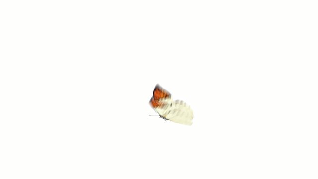flight butterfly on a white background
