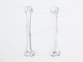 Detail of humerus pencil drawing on white paper
