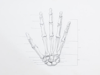Detail of hand bones pencil drawing on white paper