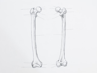 Detail of femur bone pencil drawing on white paper
