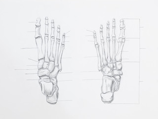 Detail of foot bones pencil drawing on white paper