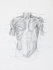 Detail of front human muscles pencil drawing on white paper