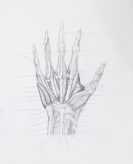 Detail of hand muscles tendons pencil drawing on white paper