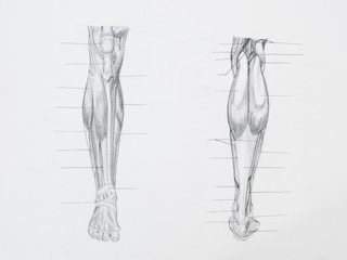 Detail of leg muscles pencil drawing on white paper