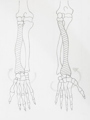 Detail of arm bones pencil drawing on white paper