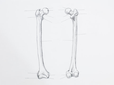 Detail of femur bone pencil drawing on white paper