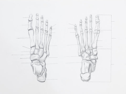 Detail of foot bones pencil drawing on white paper