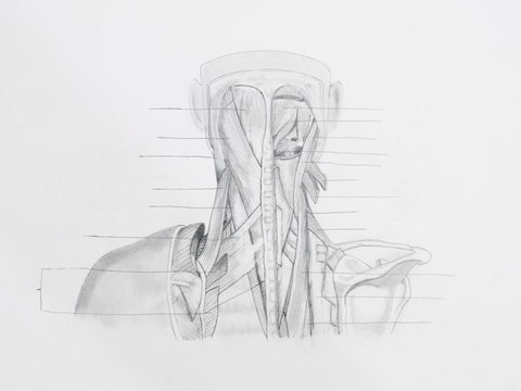 Detail of neck back muscles pencil drawing on white paper