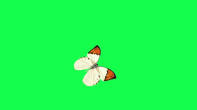 white butterfly on a green background