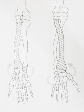Detail of arm bones pencil drawing on white paper