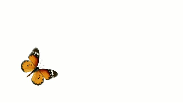 flight monarch butterfly on a white background