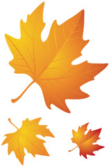 Obraz premium Autumn leaves