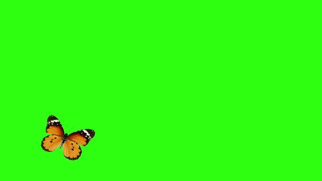 beautiful butterflies flying on a green background