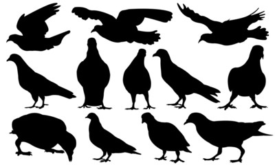 pigeons