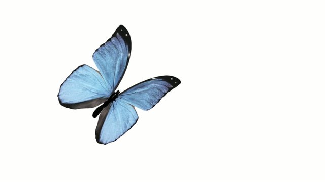 Butterfly animation loop with alpha channel