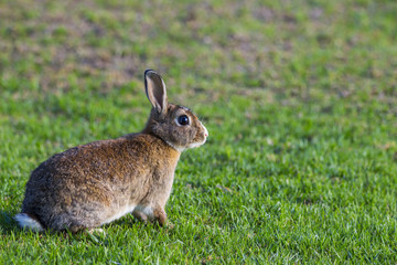 Fototapeta premium Brown and White Rabbit on Grass