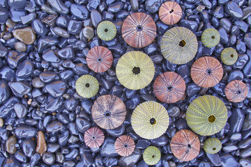 variety of sea urchins on black pebles beach, natural background