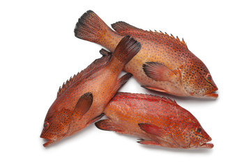 Coral Hind fishes