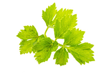 Celery leaf