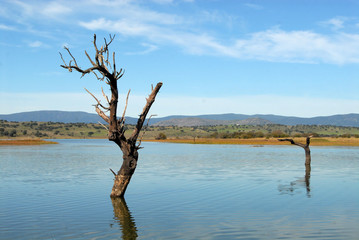 Fototapeta premium pantano