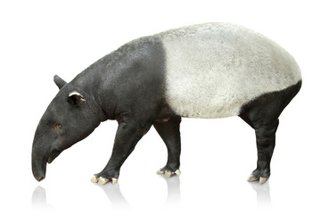Portrait of tapir on white background