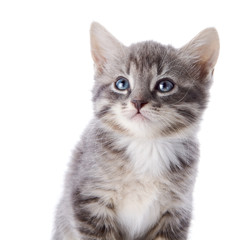 Fototapeta na wymiar Portrait of an angry gray kitten.
