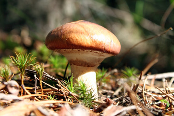 Small mushroom